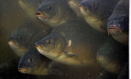 crapi - carp-in-a-fish-farm-at-zabieniec-poland.jpg